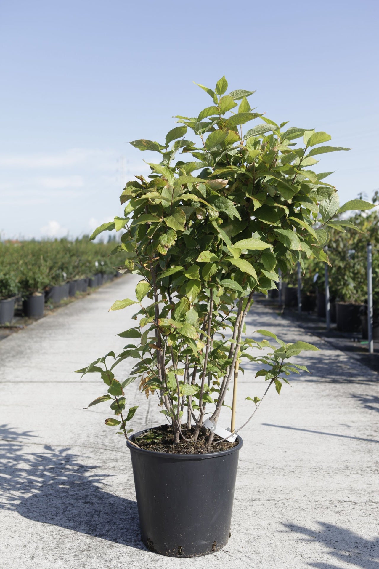 Calycanthus floridus