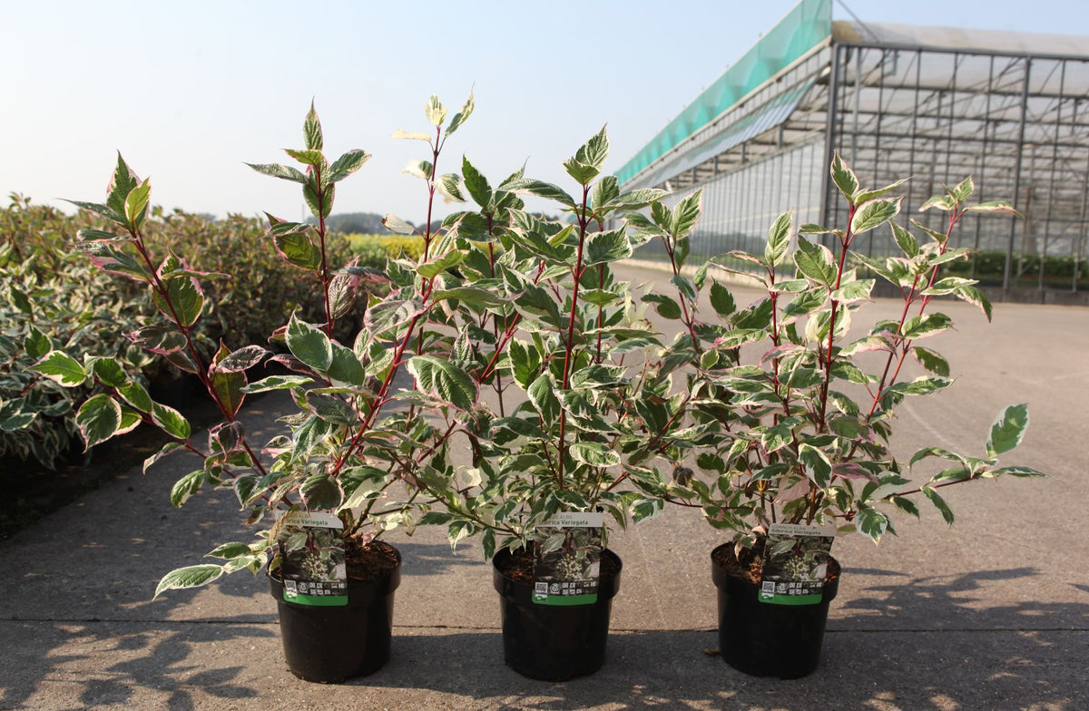 Cornus alba 'Sibirica Variegata'