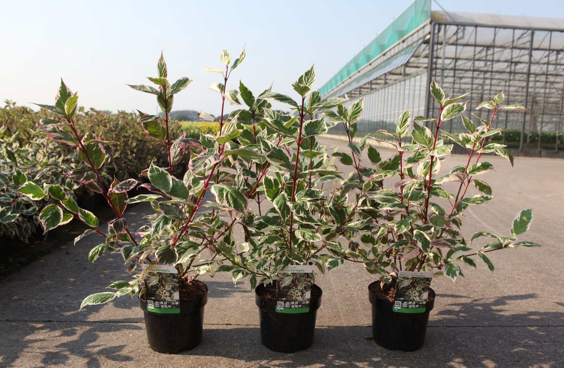 Cornus alba 'Sibirica Variegata'