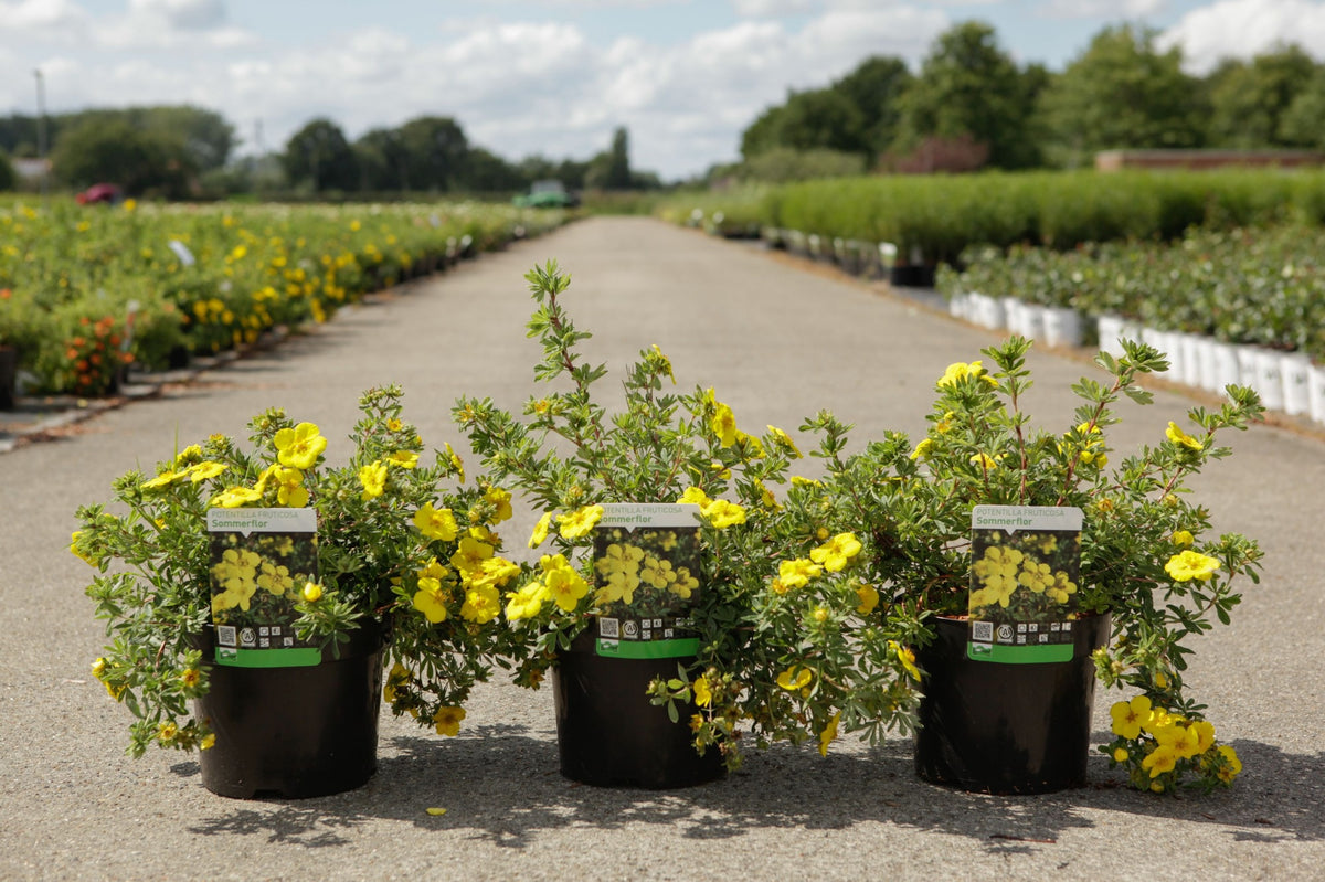 Potentilla fruticosa 'Sommerflor'