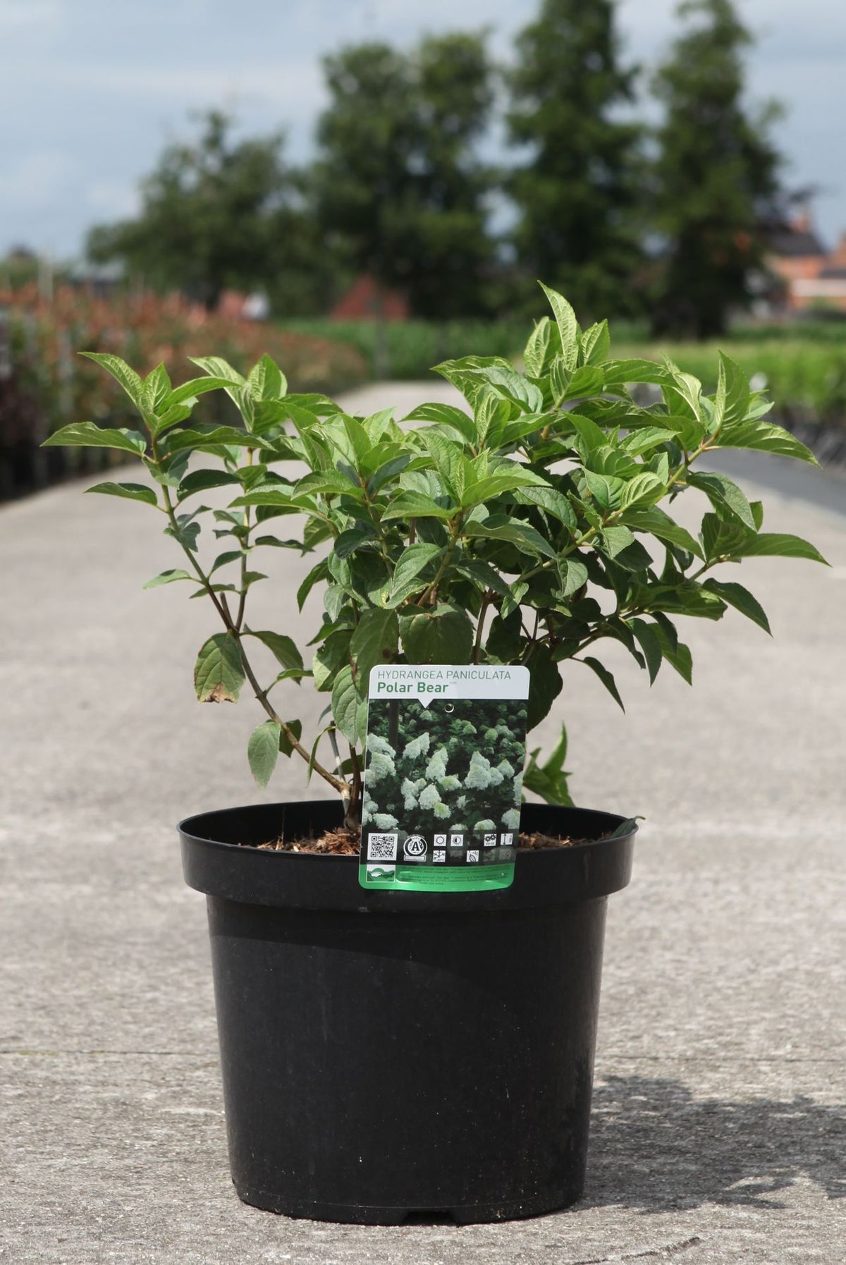 Hydrangea paniculata ‘Polar Bear’ (PBR) potted shrub with fresh green foliage and developing shoots, hardy panicle hydrangea for garden borders