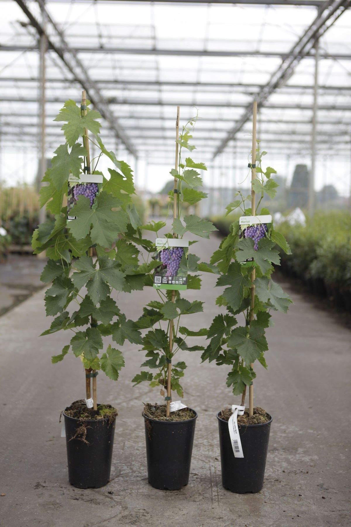 Vitis 'Merlot'