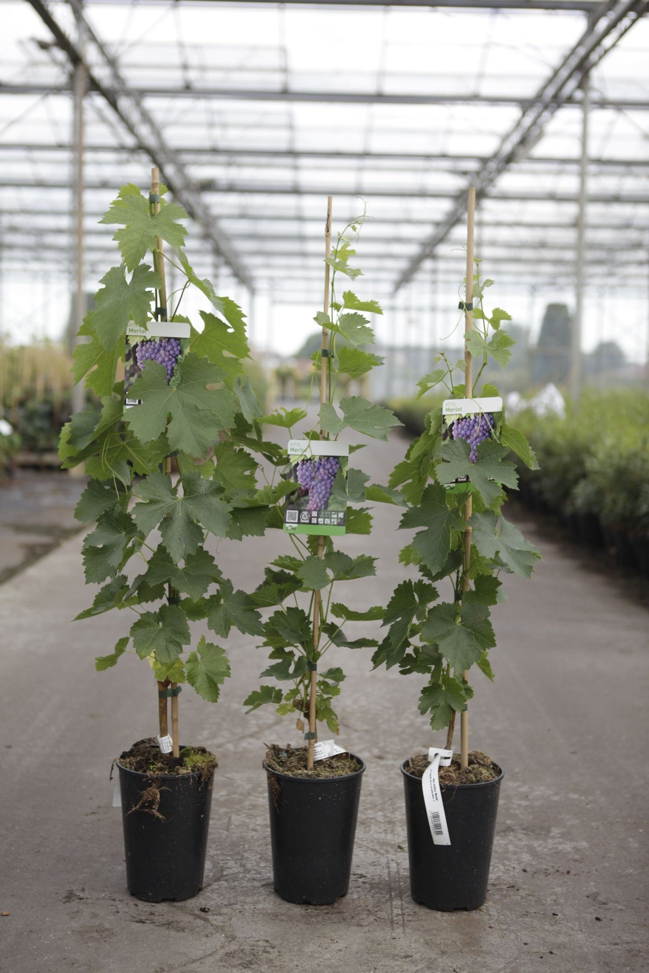 Vitis 'Merlot'