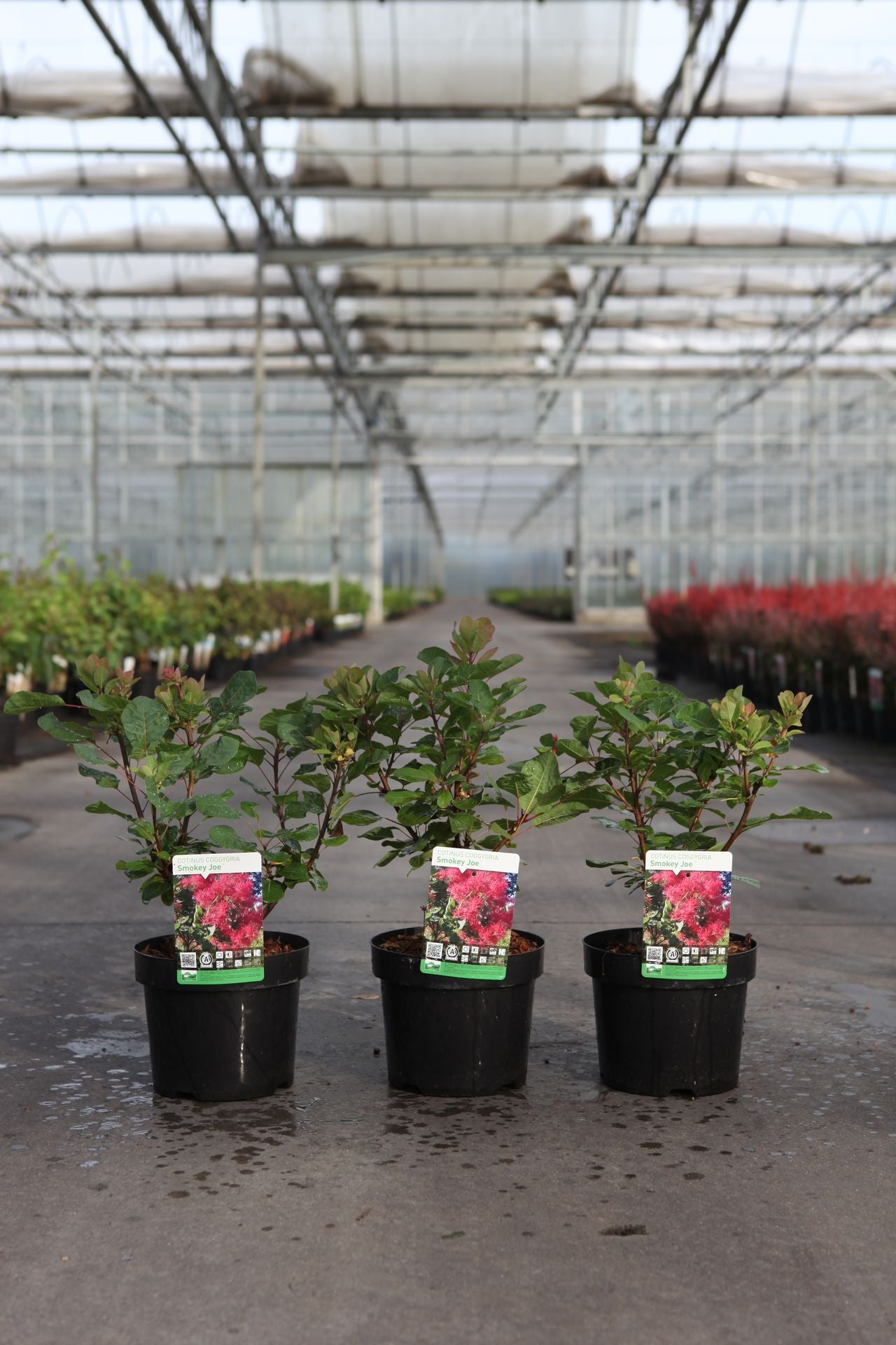 Cotinus coggygria SMOKEY JOE (PBR)