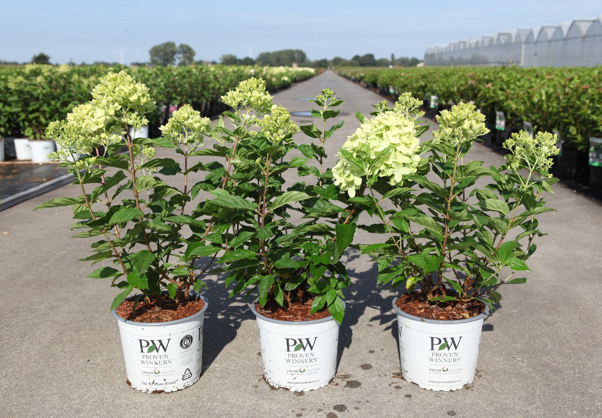 Hydrangea paniculata ‘Little Lime’ (PBR) Proven Winners plants in pots with fresh lime-green flower heads, compact hydrangea for garden borders