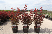 Physocarpus opulifolius LITTLE ANGEL (PBR)