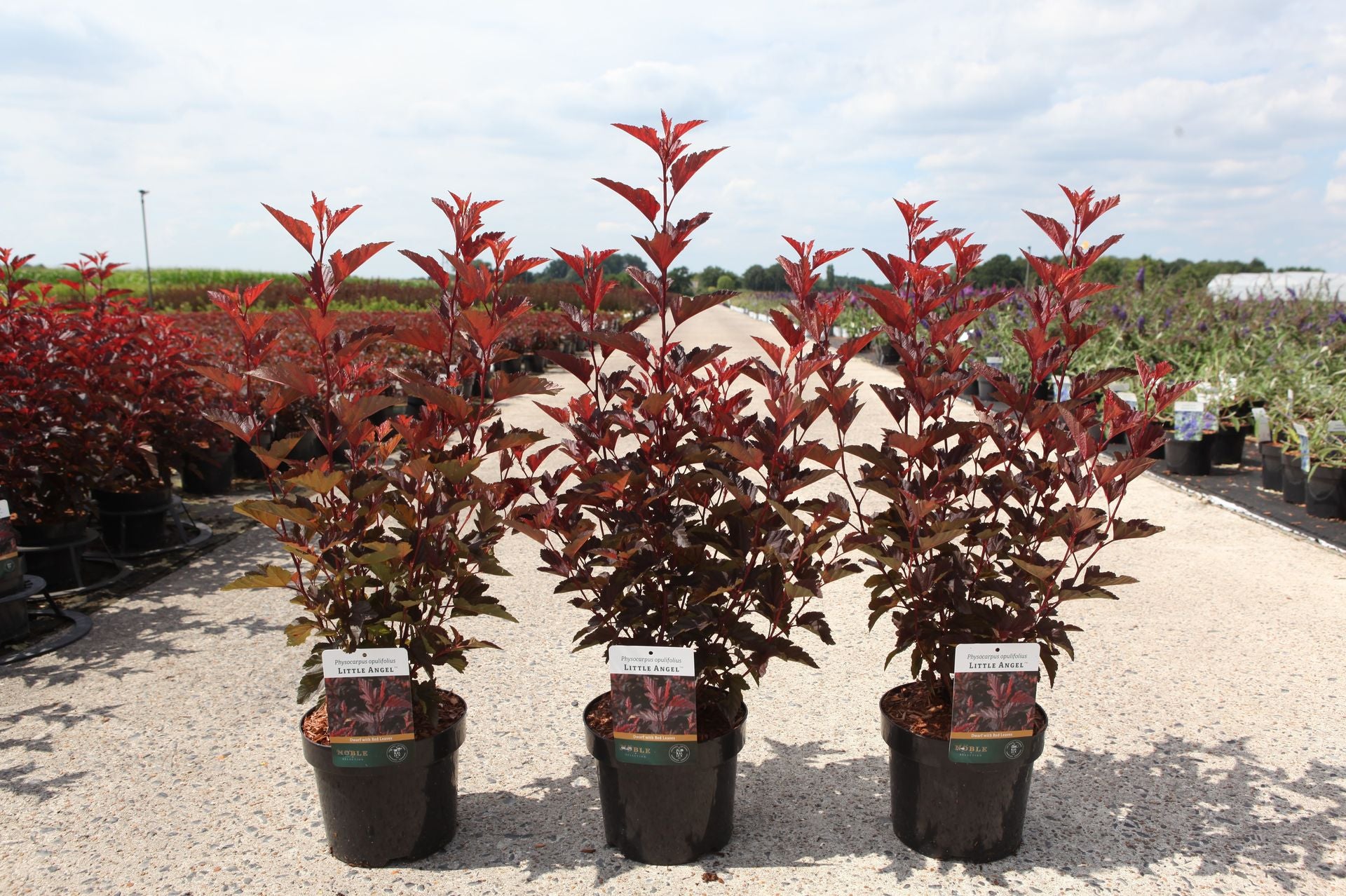 Physocarpus opulifolius LITTLE ANGEL (PBR)