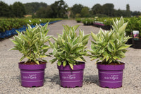 Hydrangea macrophylla ‘Light-O-Day’ variegated mophead hydrangea in pots with green and white edged foliage