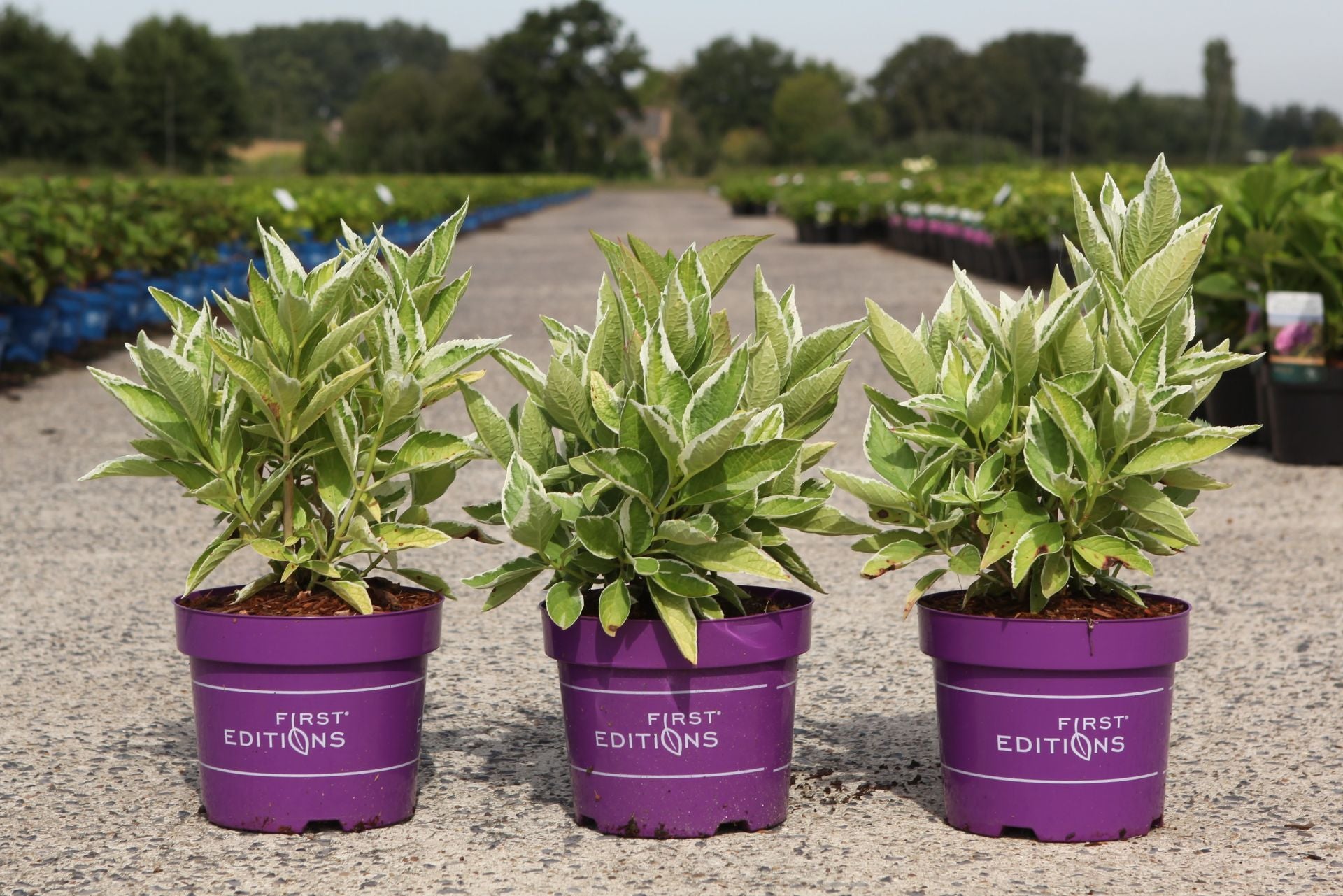 Hydrangea macrophylla ‘Light-O-Day’ variegated mophead hydrangea in pots with green and white edged foliage