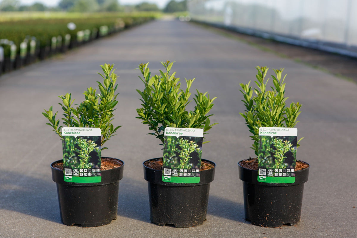 Ilex maximowicziana 'Kanehirae'