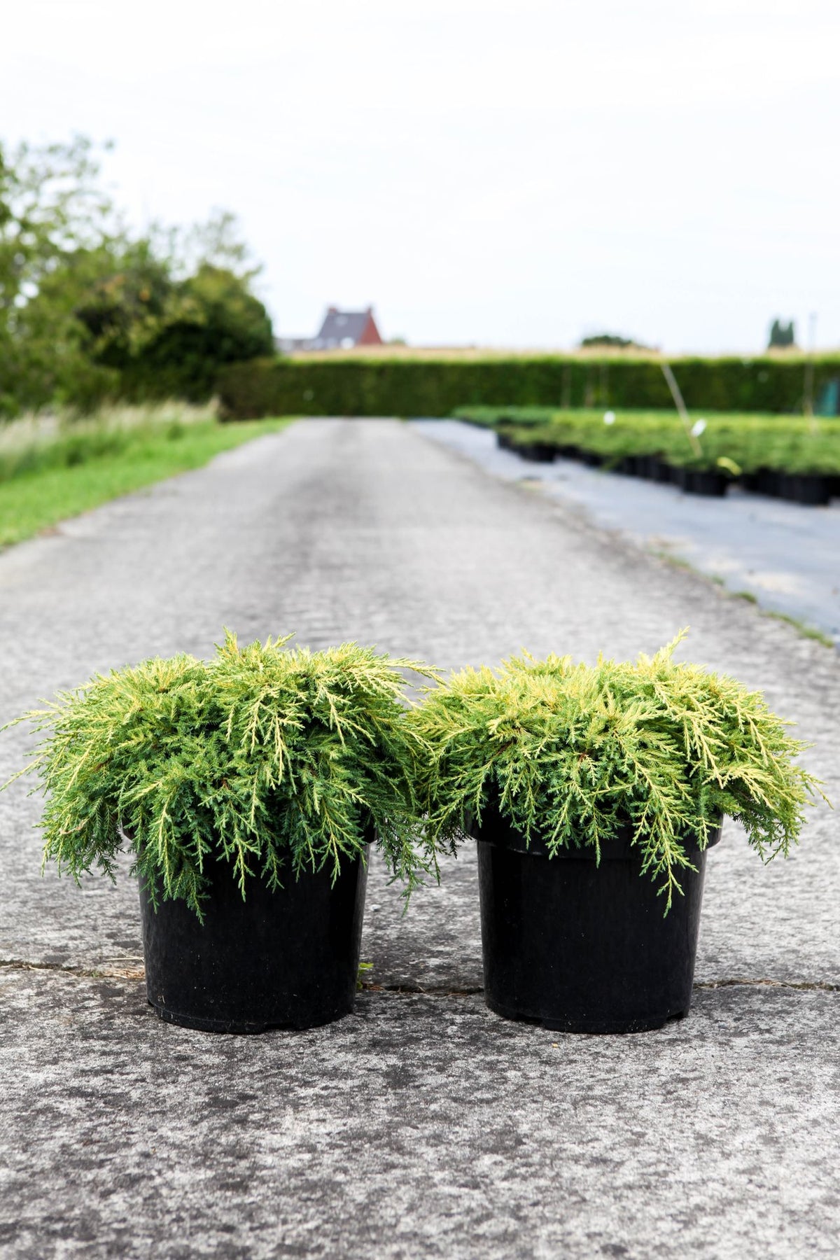 Juniperus pfitzeriana 'Goldkissen'