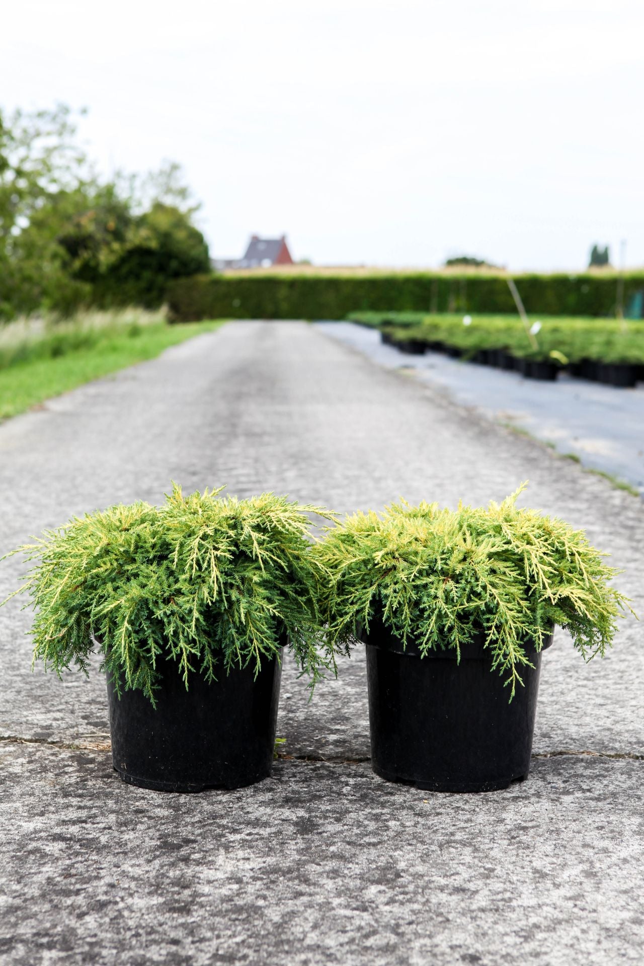 Juniperus pfitzeriana 'Goldkissen'