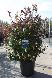 Parrotia persica PERSIAN SPIRE (PBR)