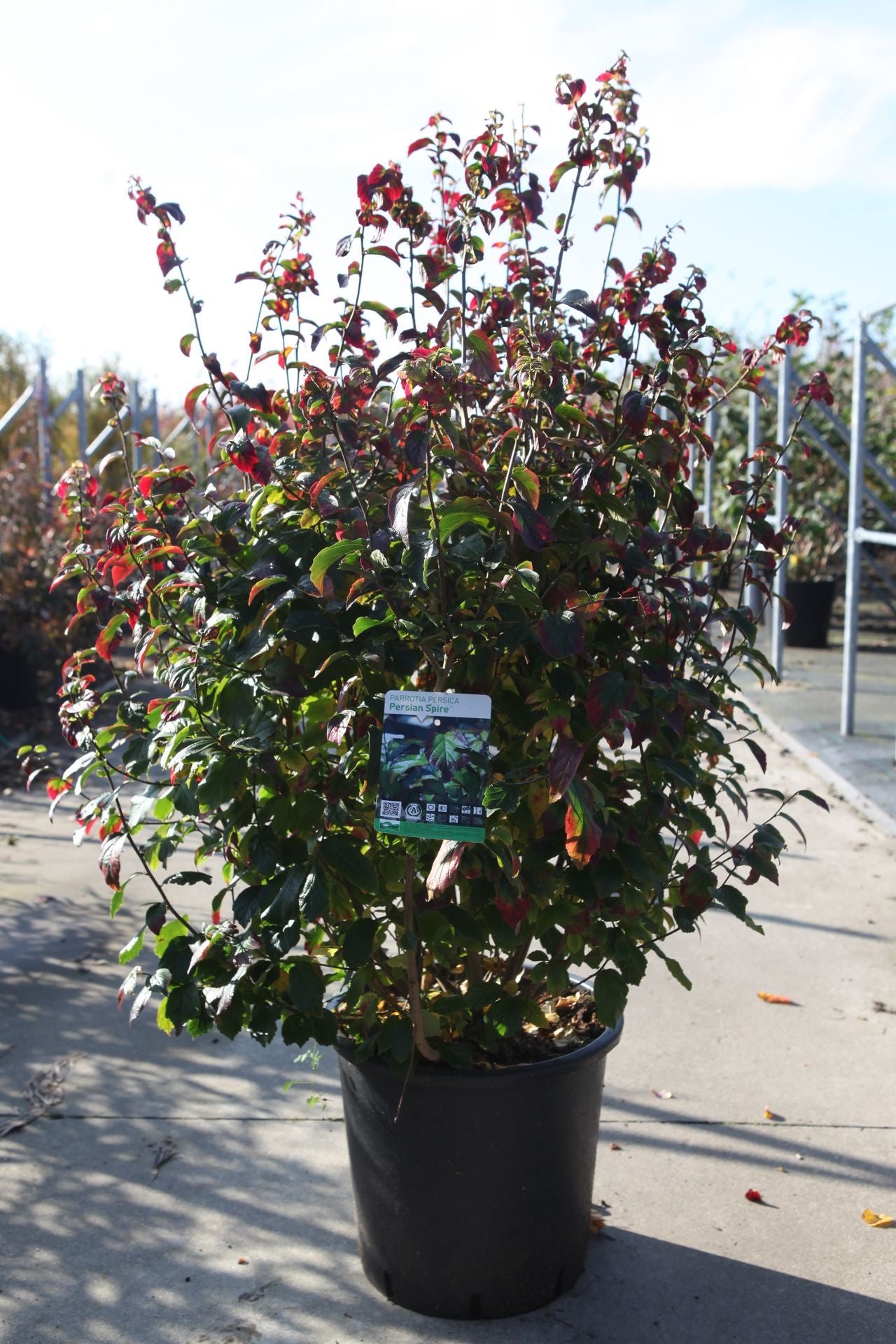Parrotia persica PERSIAN SPIRE (PBR)