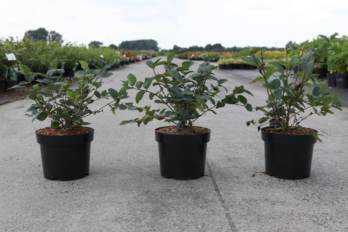 Lonicera tatarica 'Hack's Red'