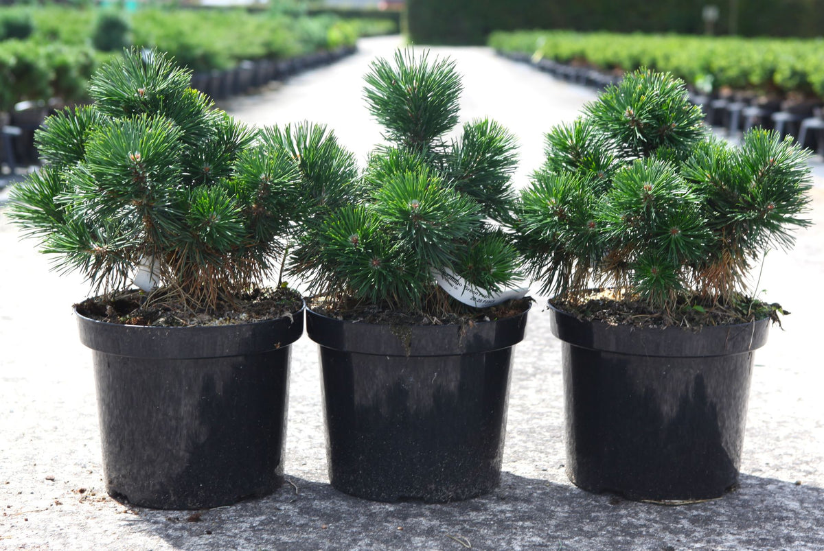 Pinus mugo 'Green Pearl'