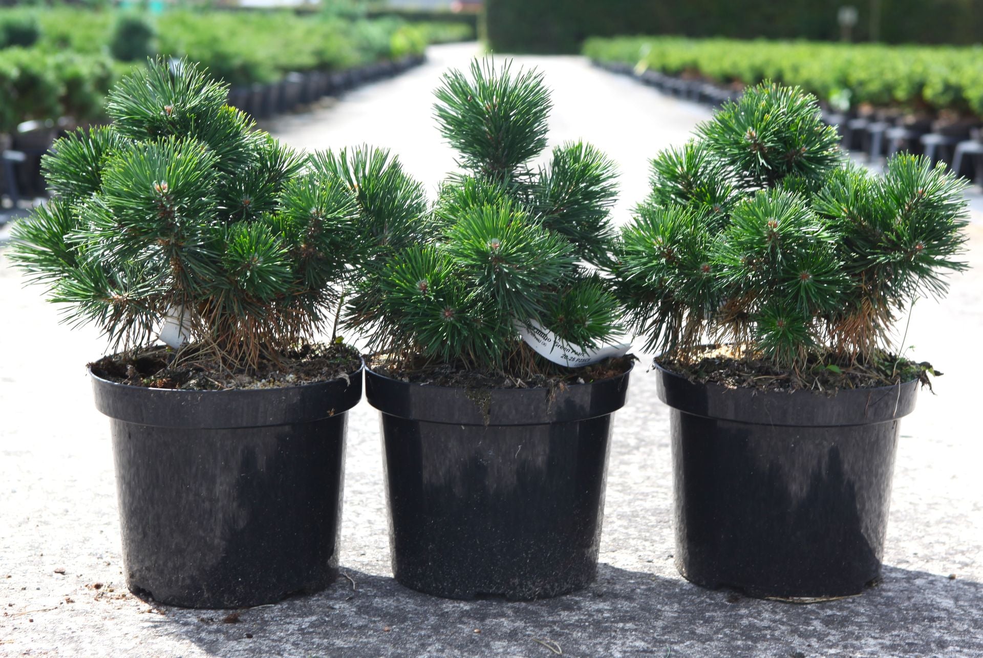Pinus mugo 'Green Pearl'