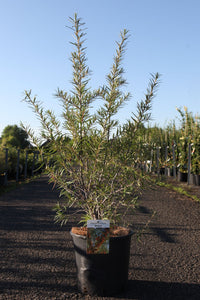 Hippophae rhamnoides 'Hergo'
