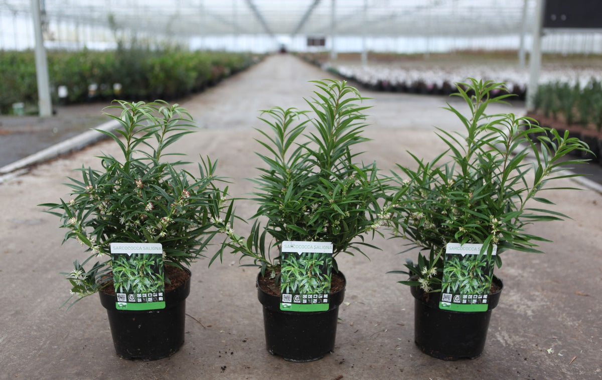 Sarcococca saligna