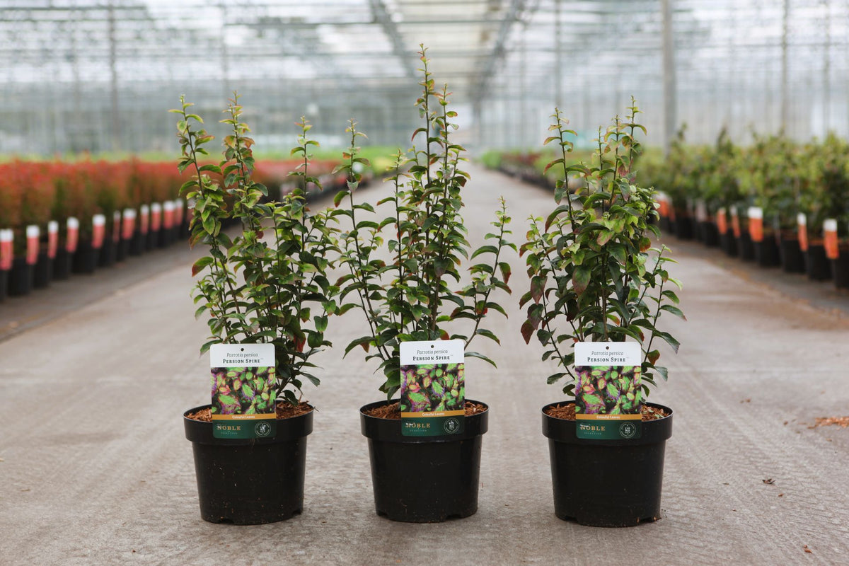 Parrotia persica PERSIAN SPIRE (PBR)
