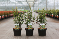 Parrotia persica PERSIAN SPIRE (PBR)