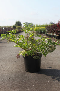 Sambucus nigra 'Haschberg'