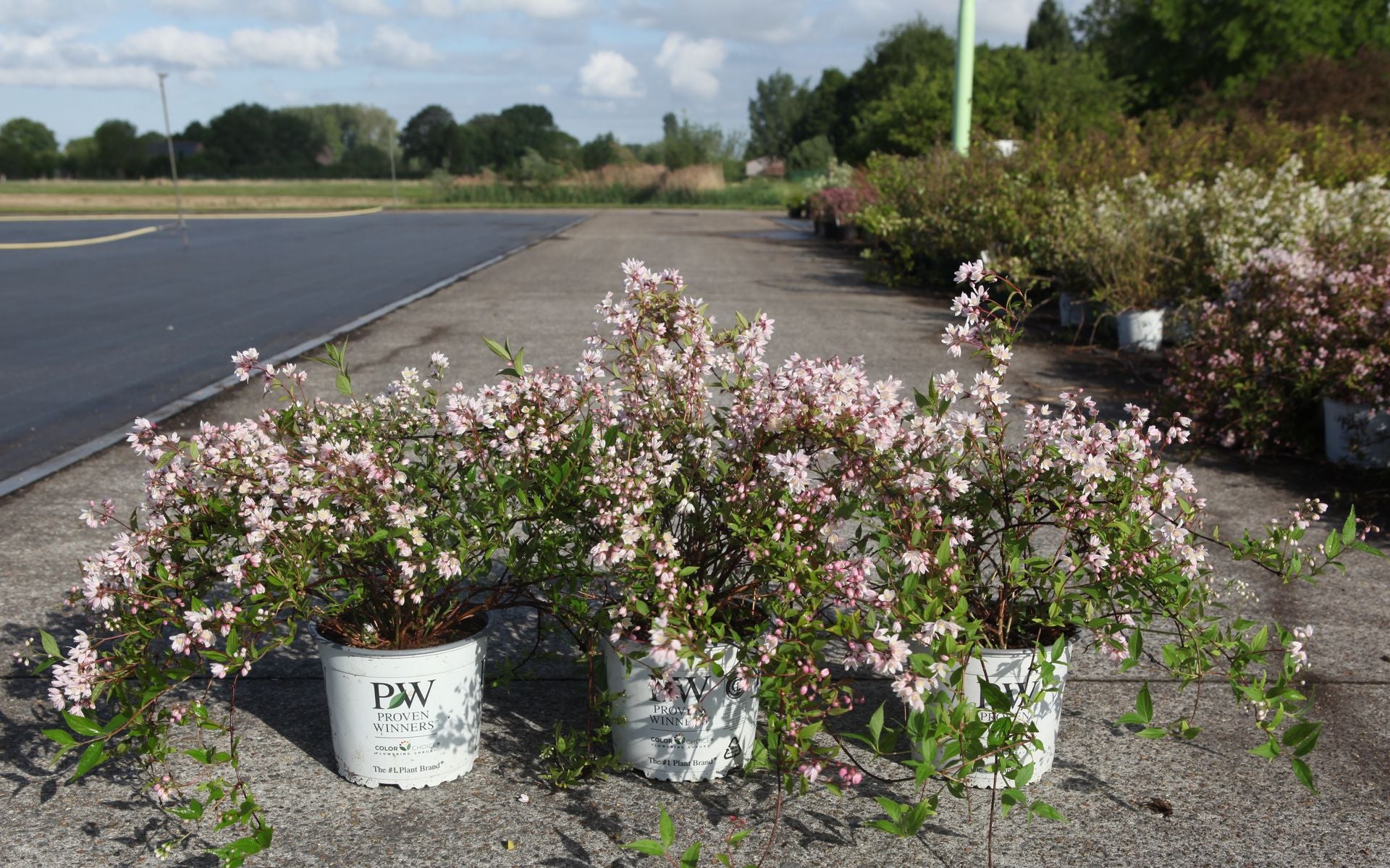 Deutzia Proven Winners© YUKI CHERRY BLOSSOM (PBR)