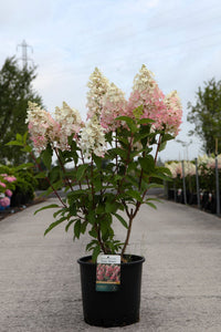 Hydrangea paniculata ‘Pinky Winky’ (PBR) flowering shrub with pink and white cone-shaped blooms, hardy garden hydrangea for borders
