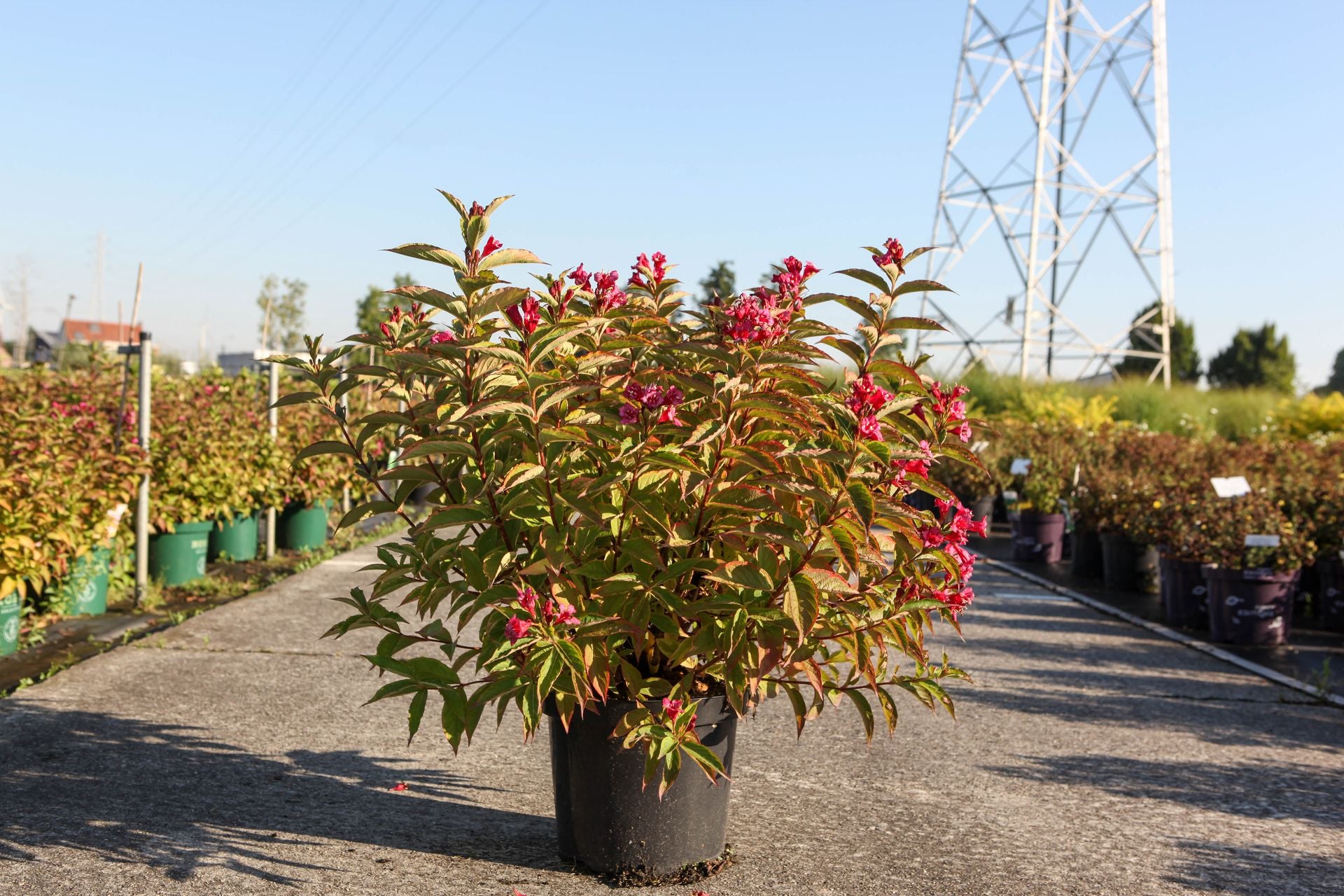 Weigela florida MOULIN ROUGE (PBR)