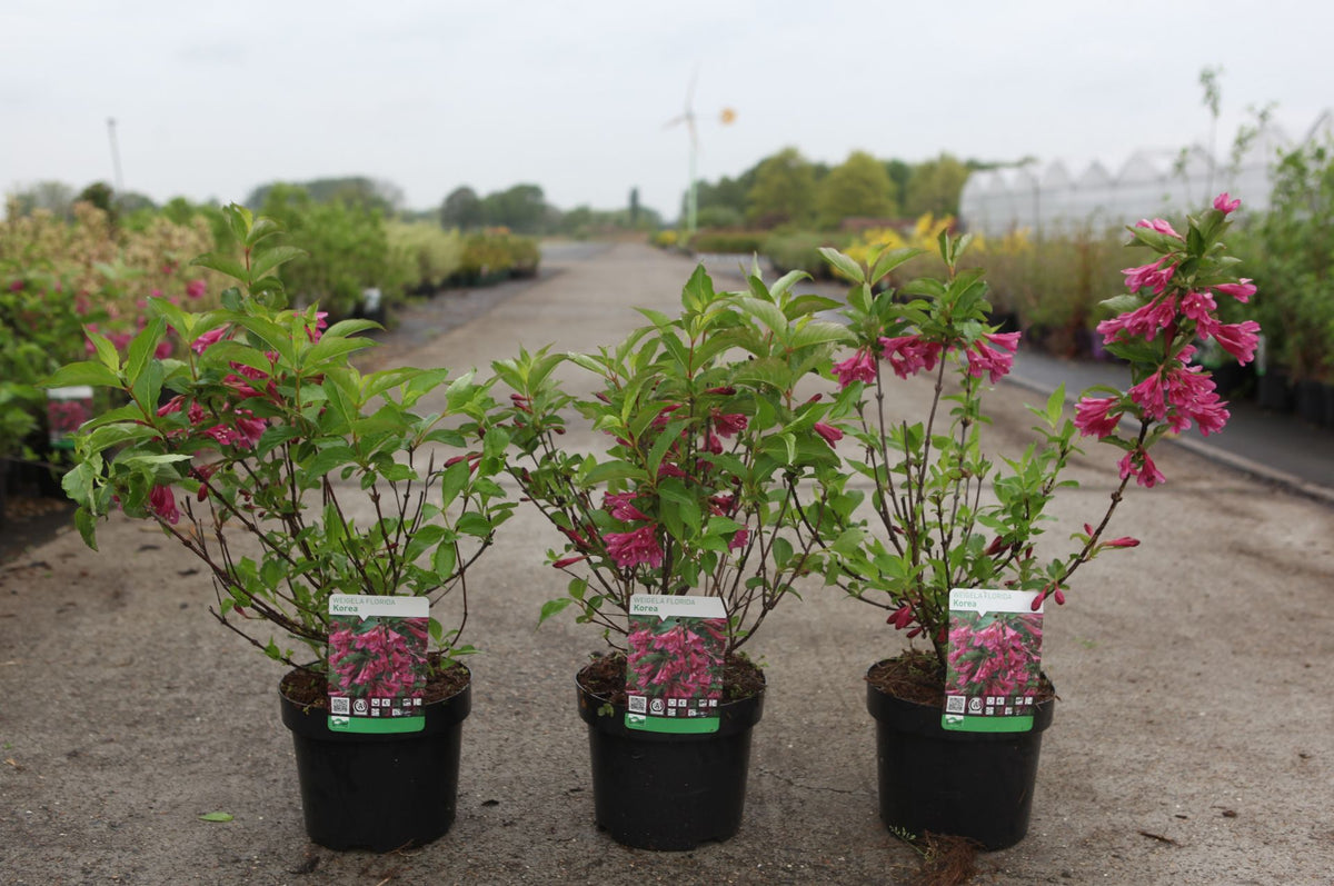 Weigela florida 'Korea'