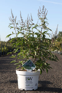 Vitex agnus-castus Proven Winners© BLUE DIDDLEY (PBR)