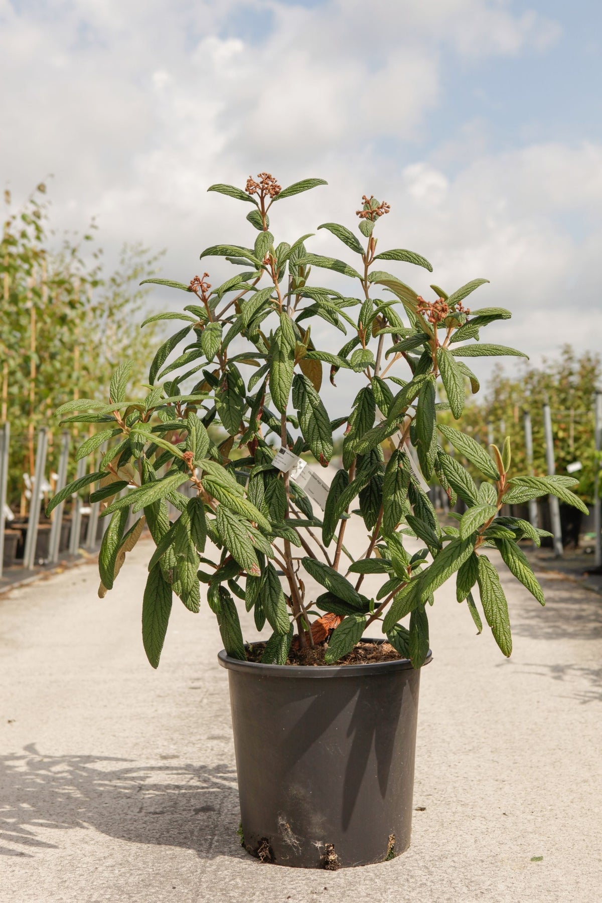 Viburnum rhytidophyllum 'Holland'