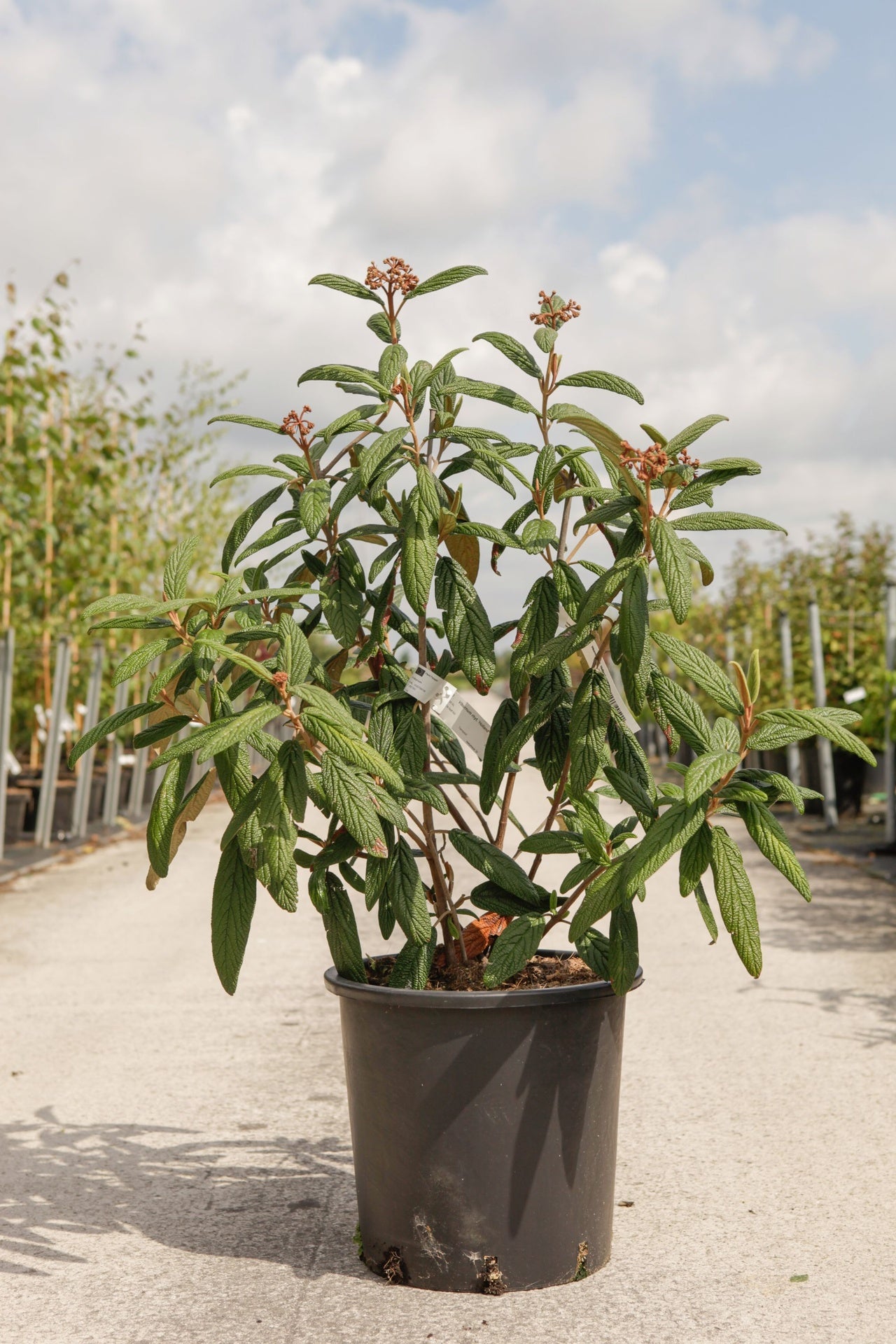 Viburnum rhytidophyllum 'Holland'