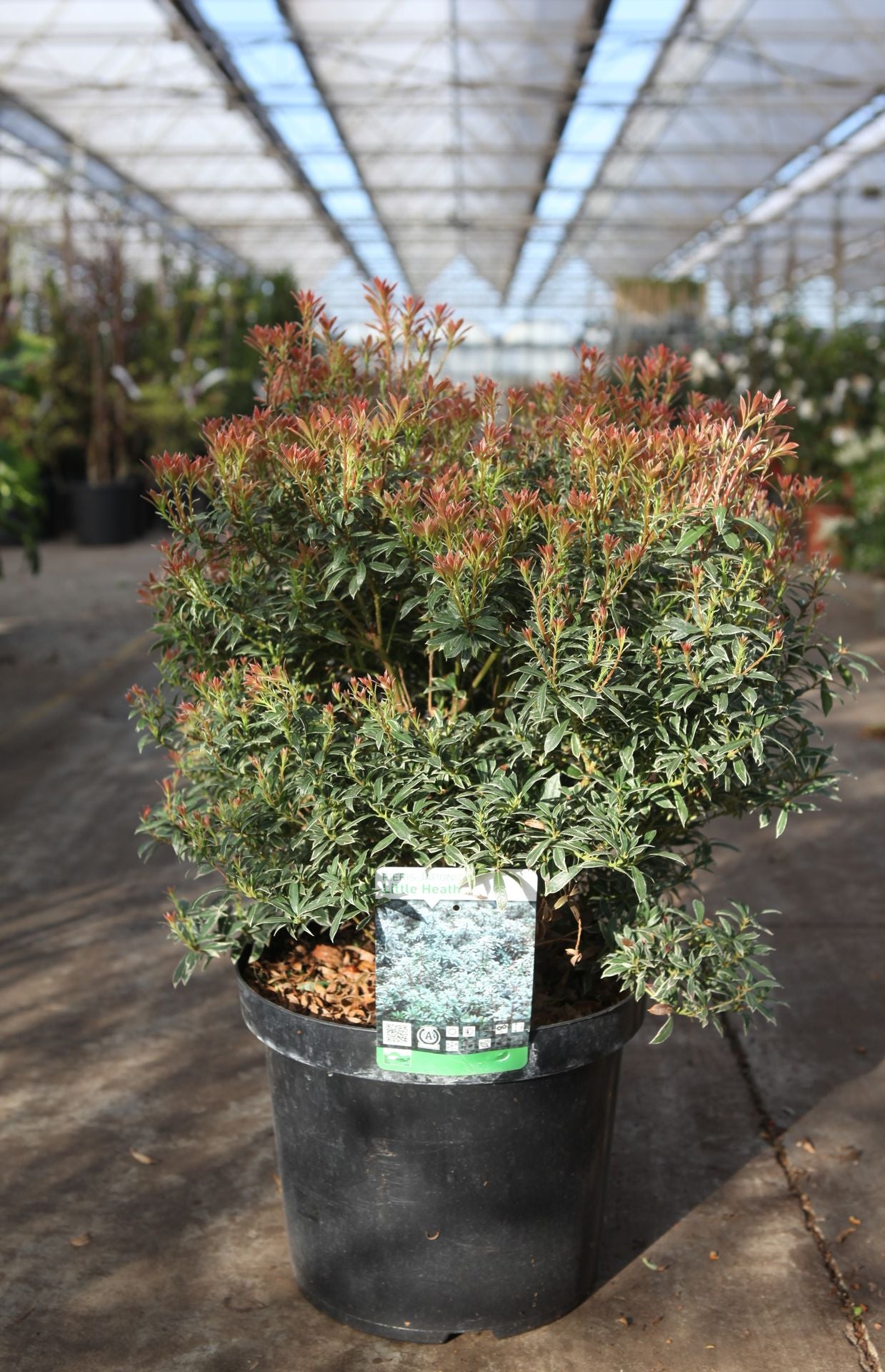 Pieris japonica 'Little Heath'