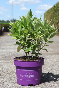 Hydrangea macrophylla ‘Light-O-Day’ potted mophead hydrangea with striking variegated foliage and compact growth