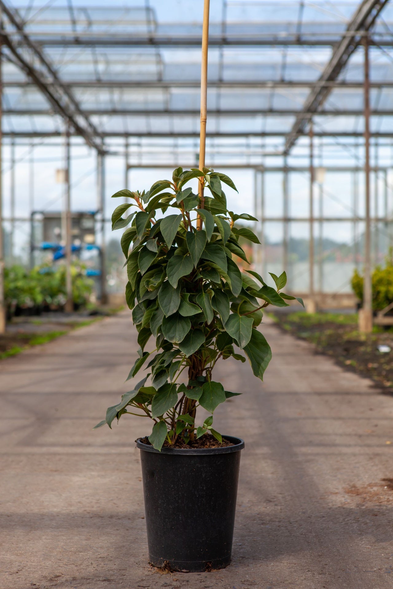 Schizophragma hydrangeoides 'Windmills'