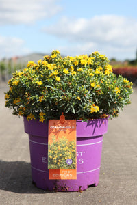 Hypericum kalmianum First Editions© 'Cobalt-n-Gold'