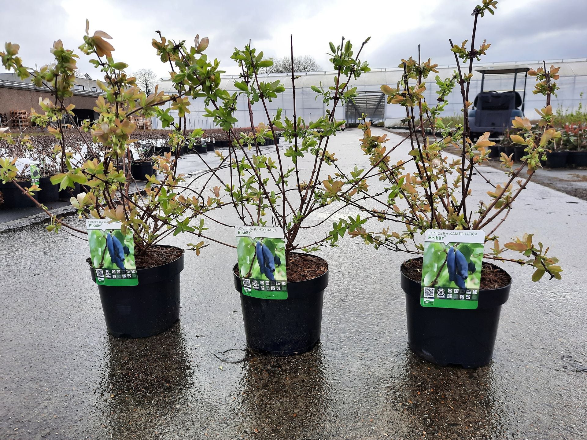 Lonicera kamtschatica 'Eisbar'