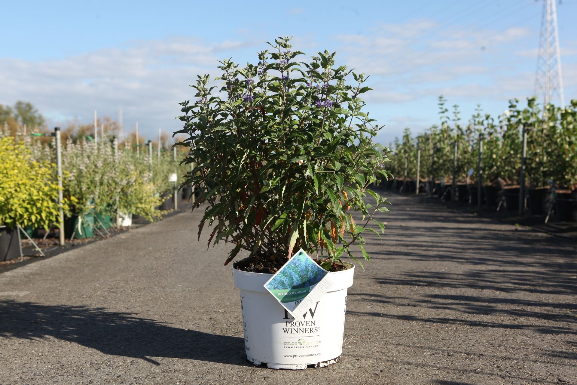 Caryopteris clandonensis Proven Winners© BEYOND MIDNIGHT