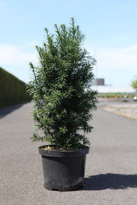 Taxus baccata 'Funny Jewel©'
