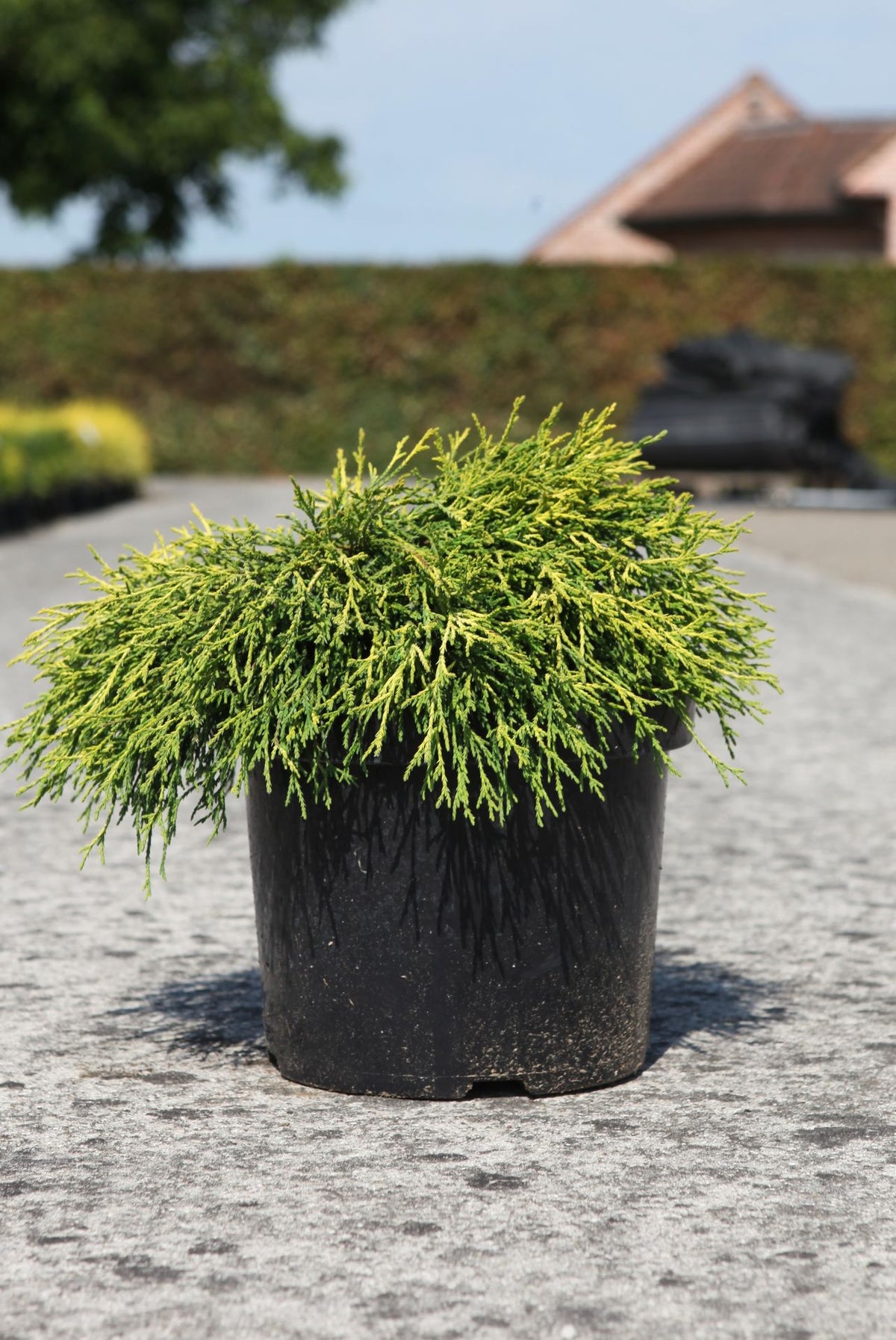 Chamaecyparis pisifera 'Sungold'