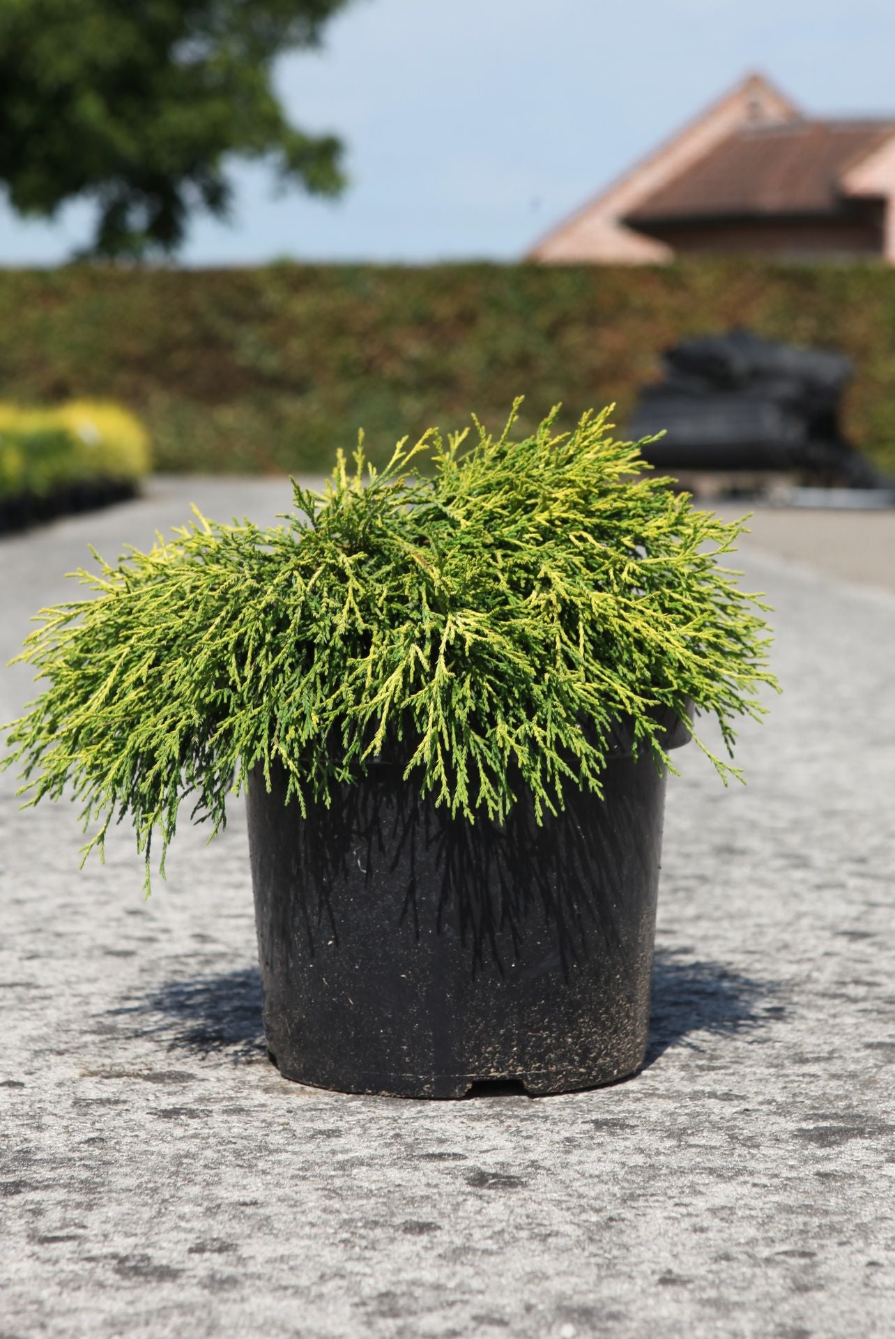 Chamaecyparis pisifera 'Sungold'
