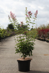 Syringa microphylla 'Superba'