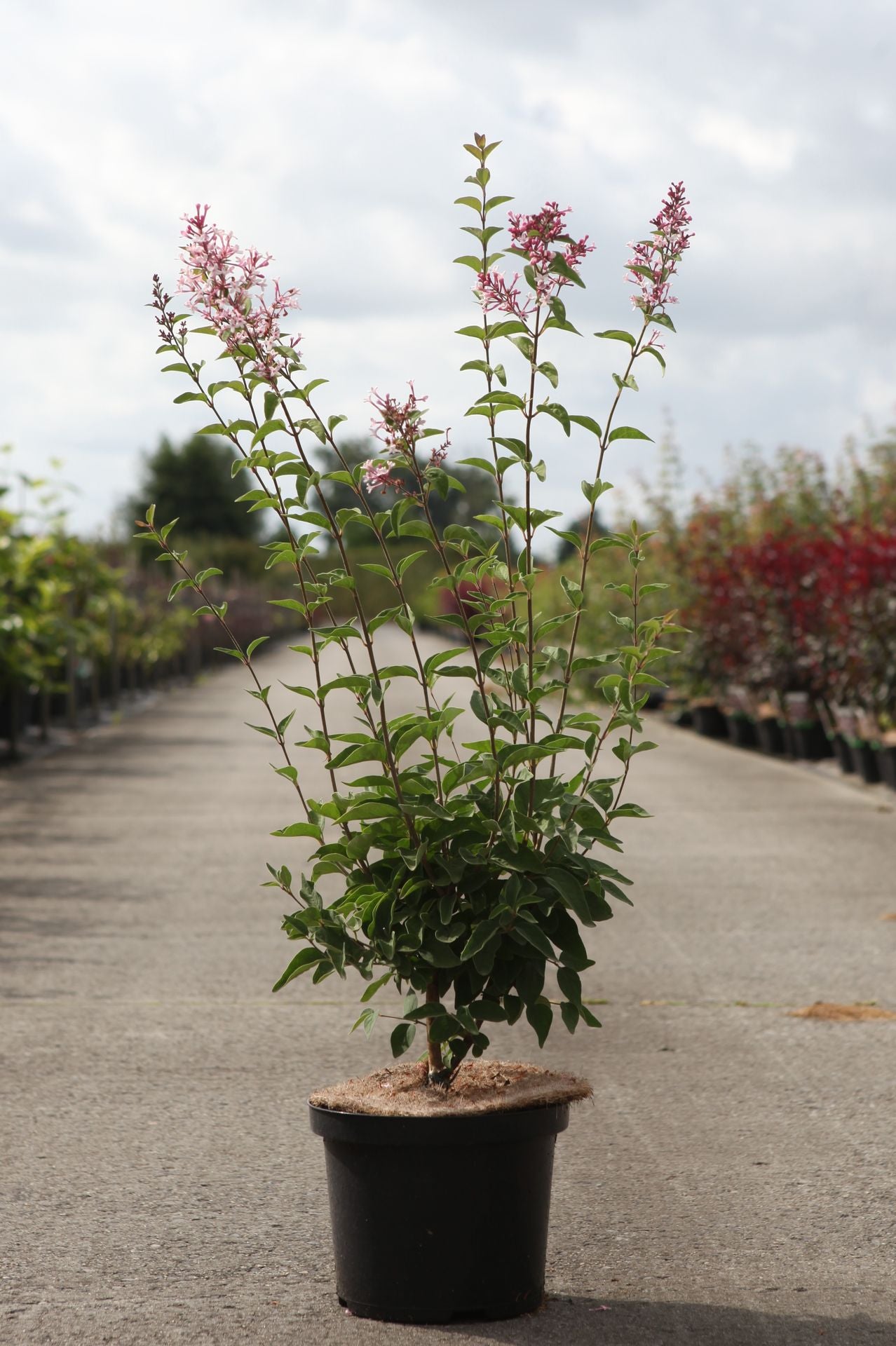 Syringa microphylla 'Superba'