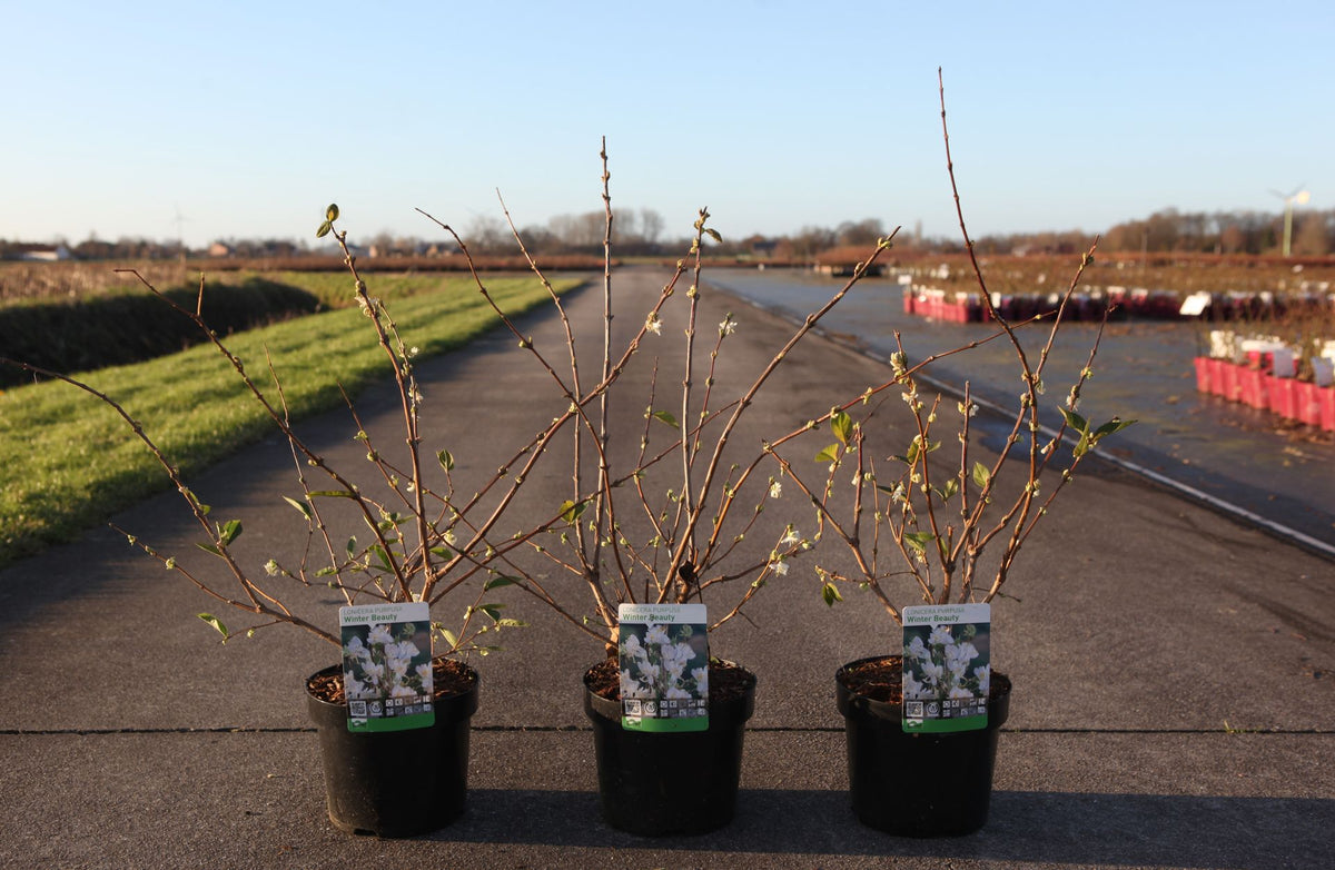 Lonicera purpusii 'Winter Beauty'