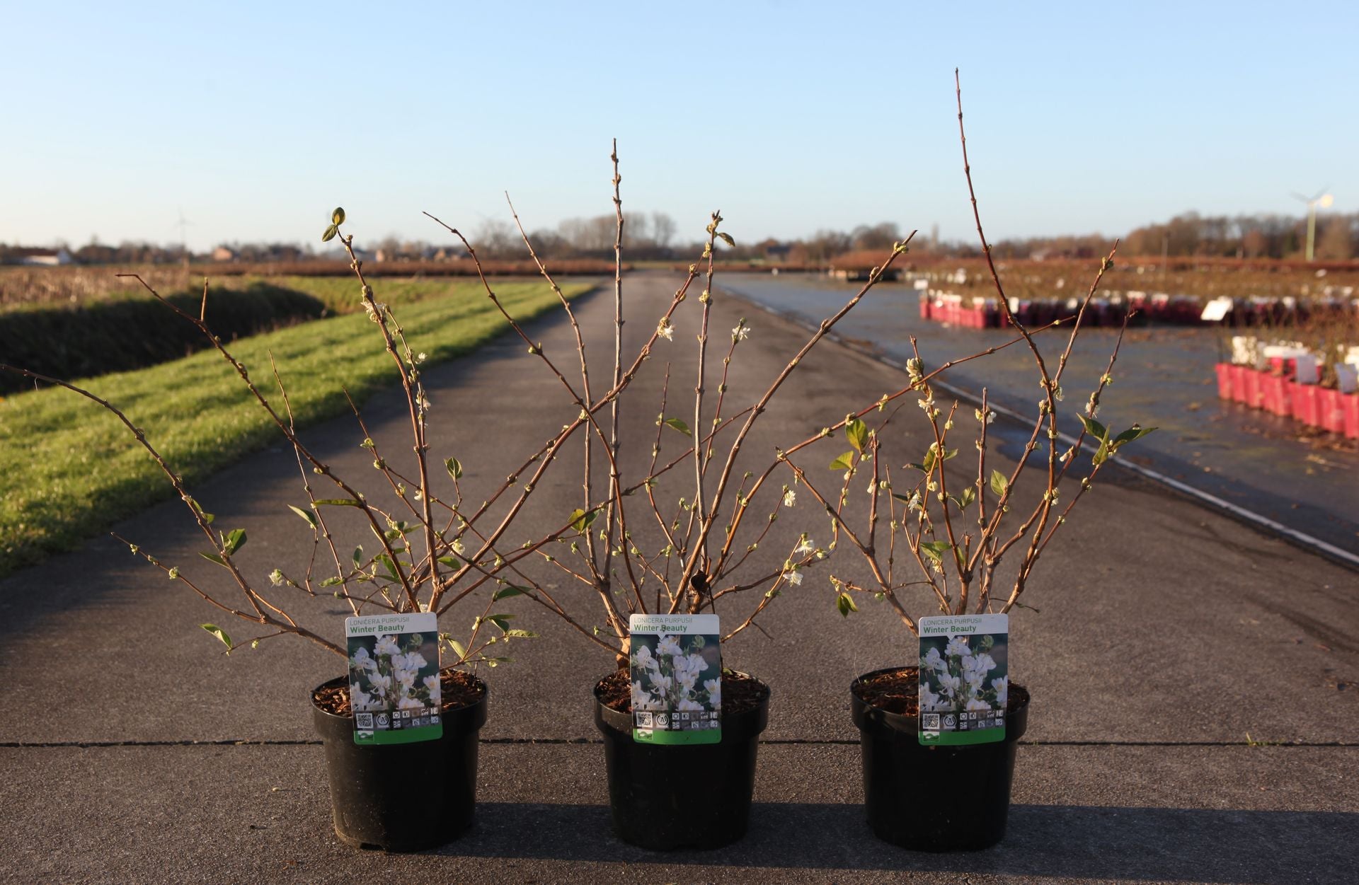Lonicera purpusii 'Winter Beauty'