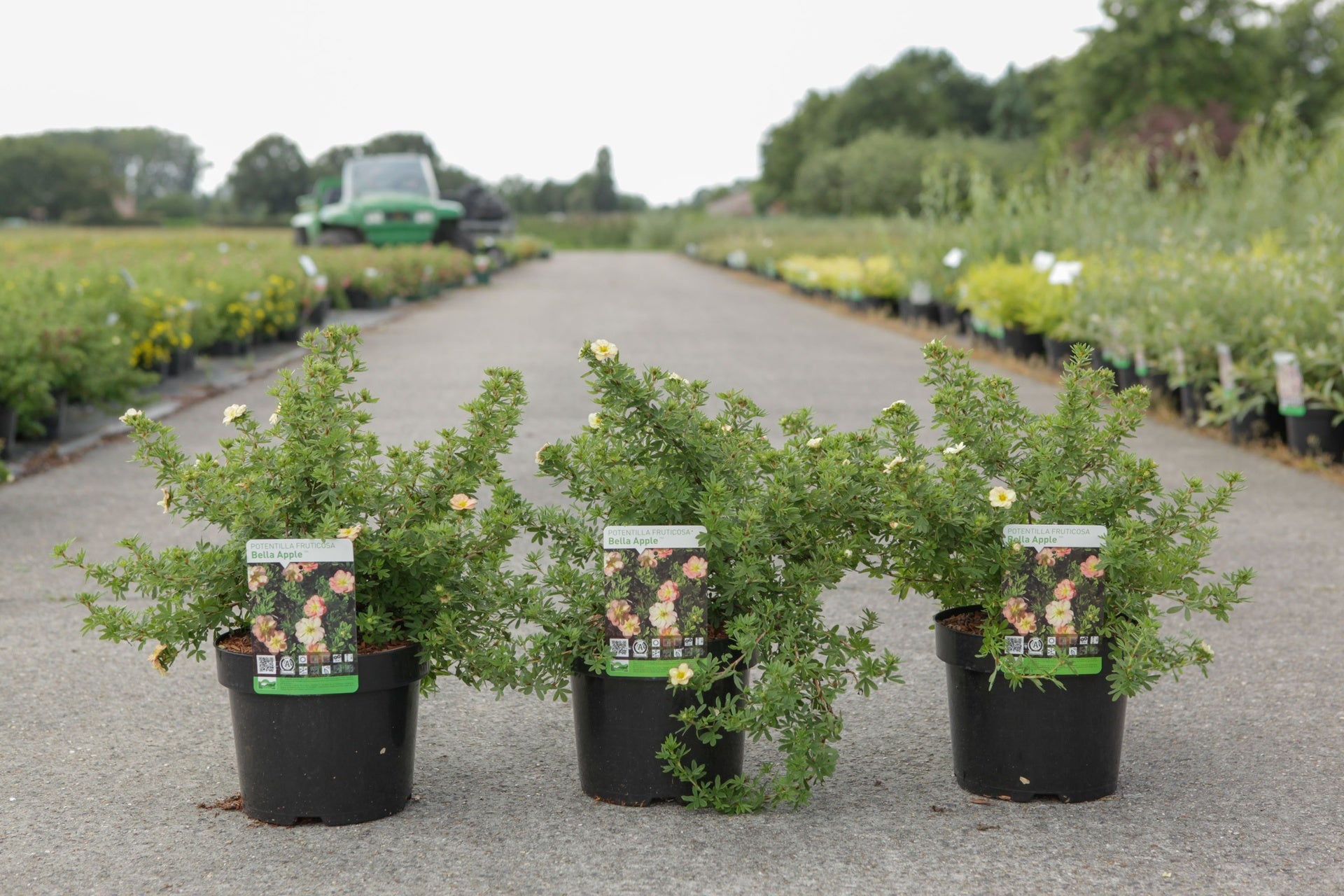 Potentilla fruticosa BELLA APPLE (PBR)