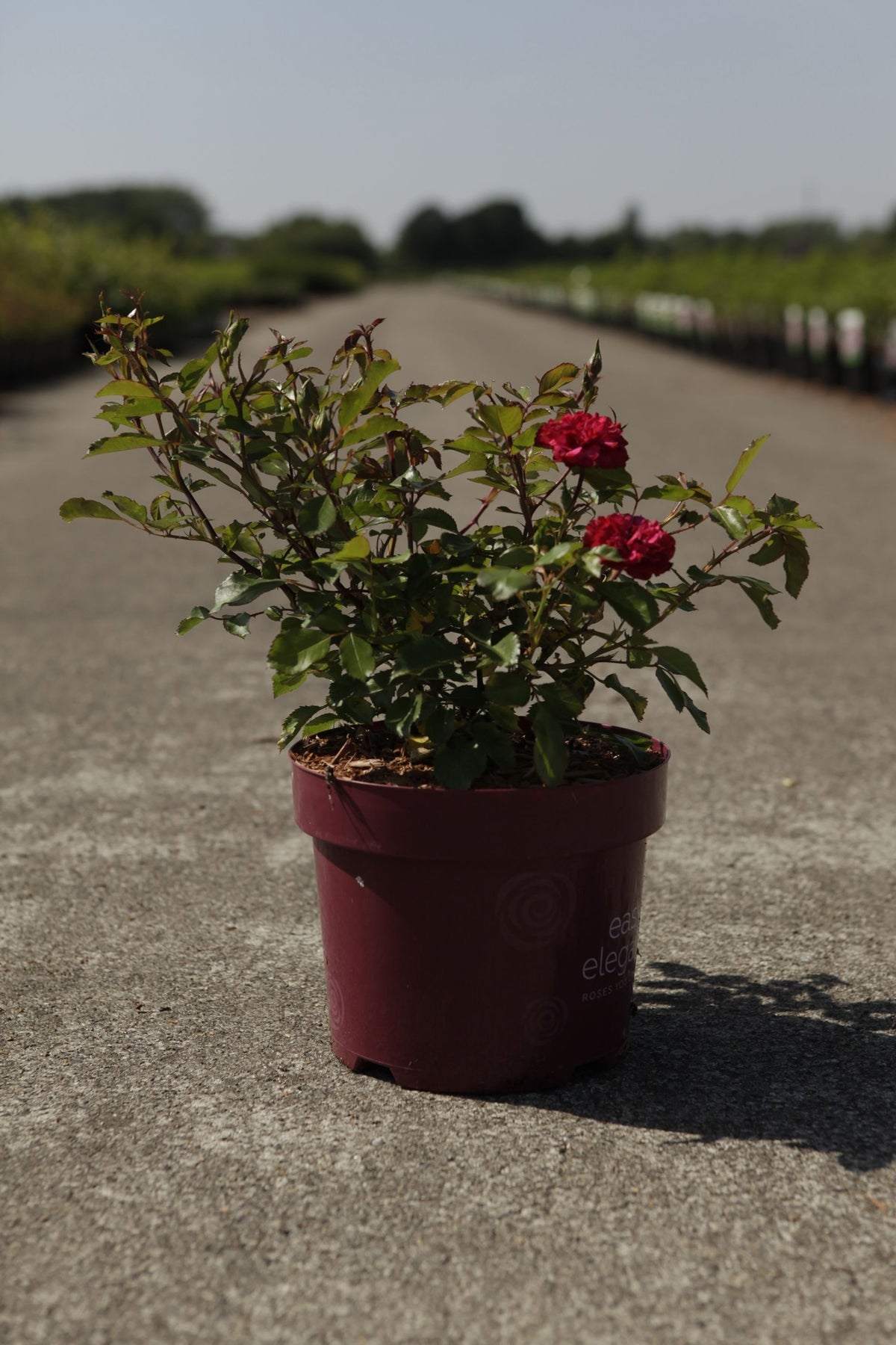 Rosa 'Mystic Fairy' Easy Elegance©