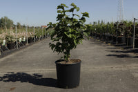 Corylus 'Merveille de Bollwiller'