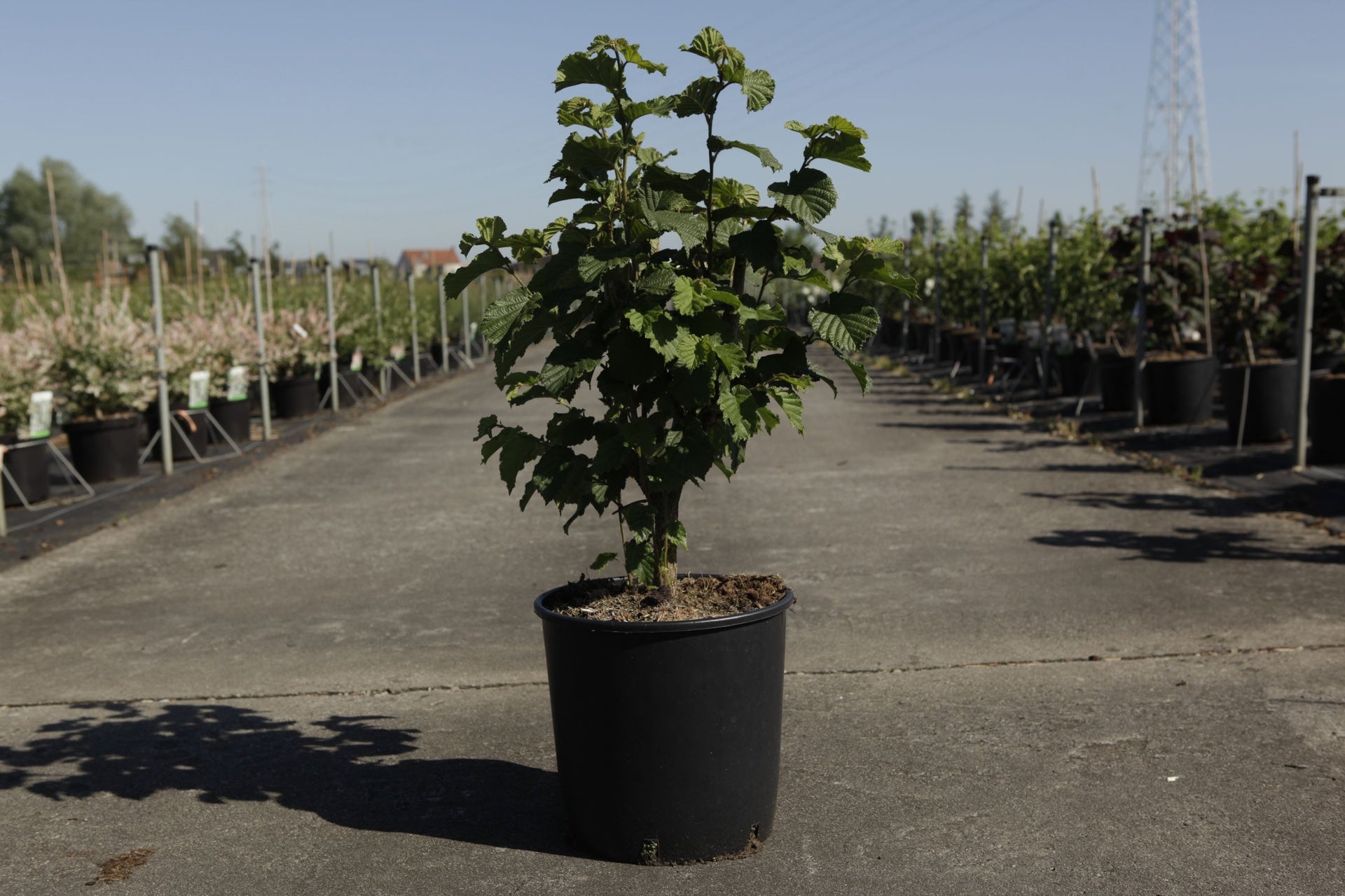 Corylus 'Merveille de Bollwiller'